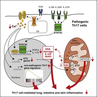 Graphical abstract of Pathogenic Th17 Cells