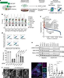Multidimensional mitophagy screen reveals that ANT is required for mitophagy
