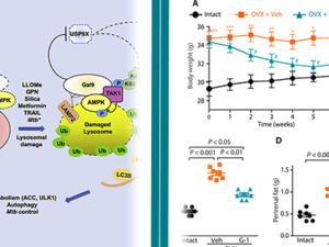 Two new publications from the AIM Center